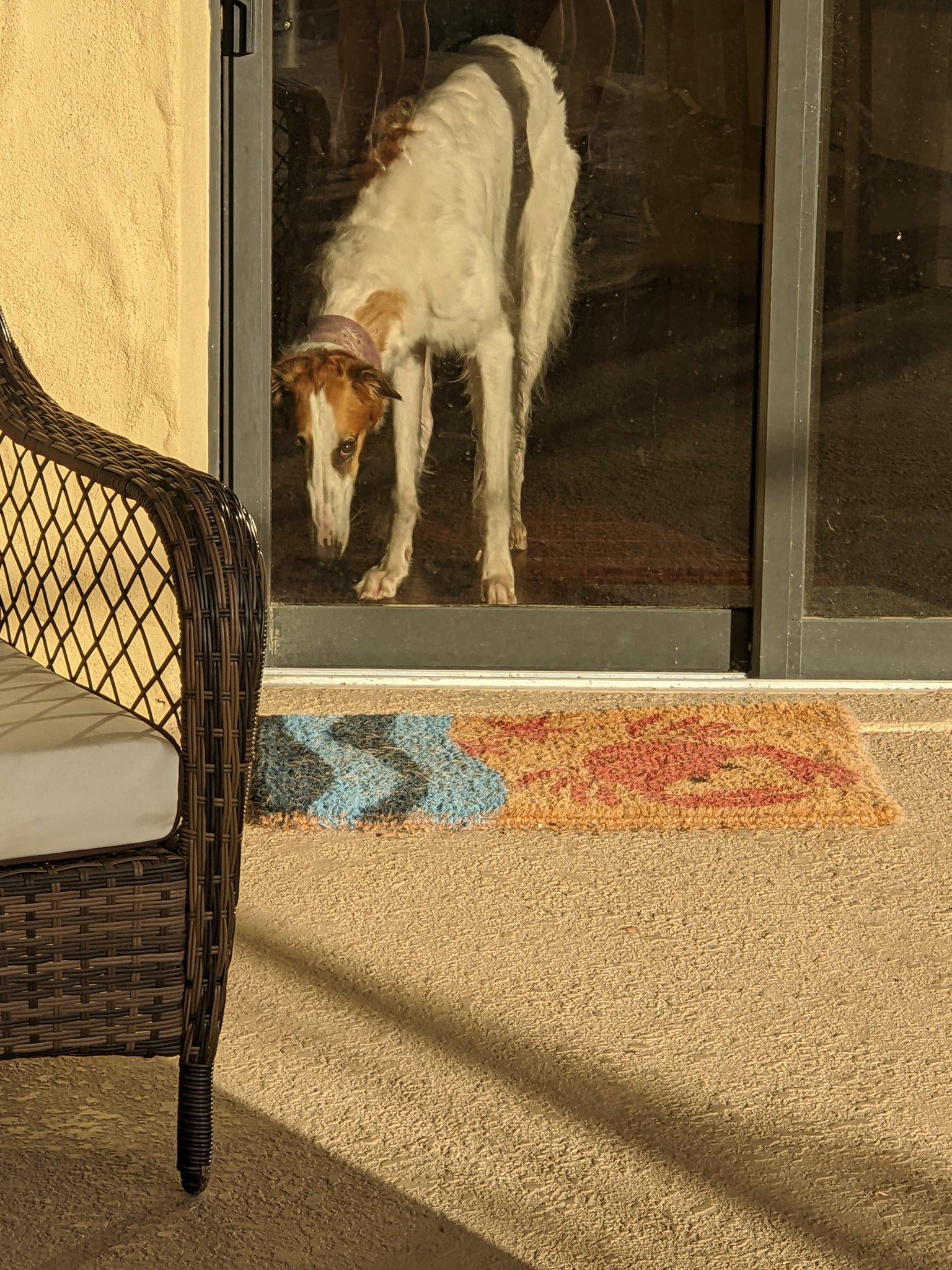 犬が油絵みたい！衝撃写真が話題に！