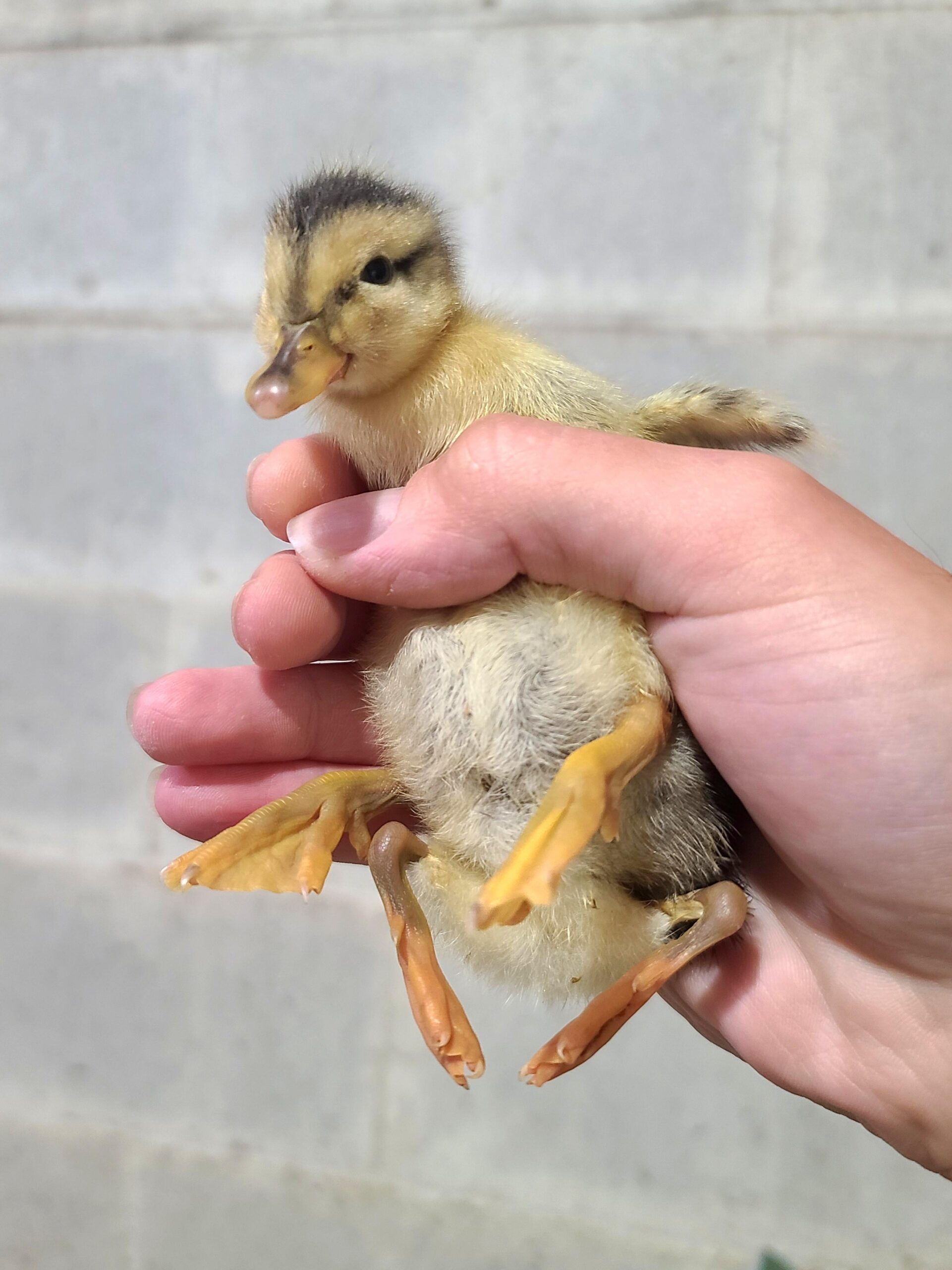 【閲覧注意】4本足の雛が孵化！養鶏所勤務ワイ、震える
