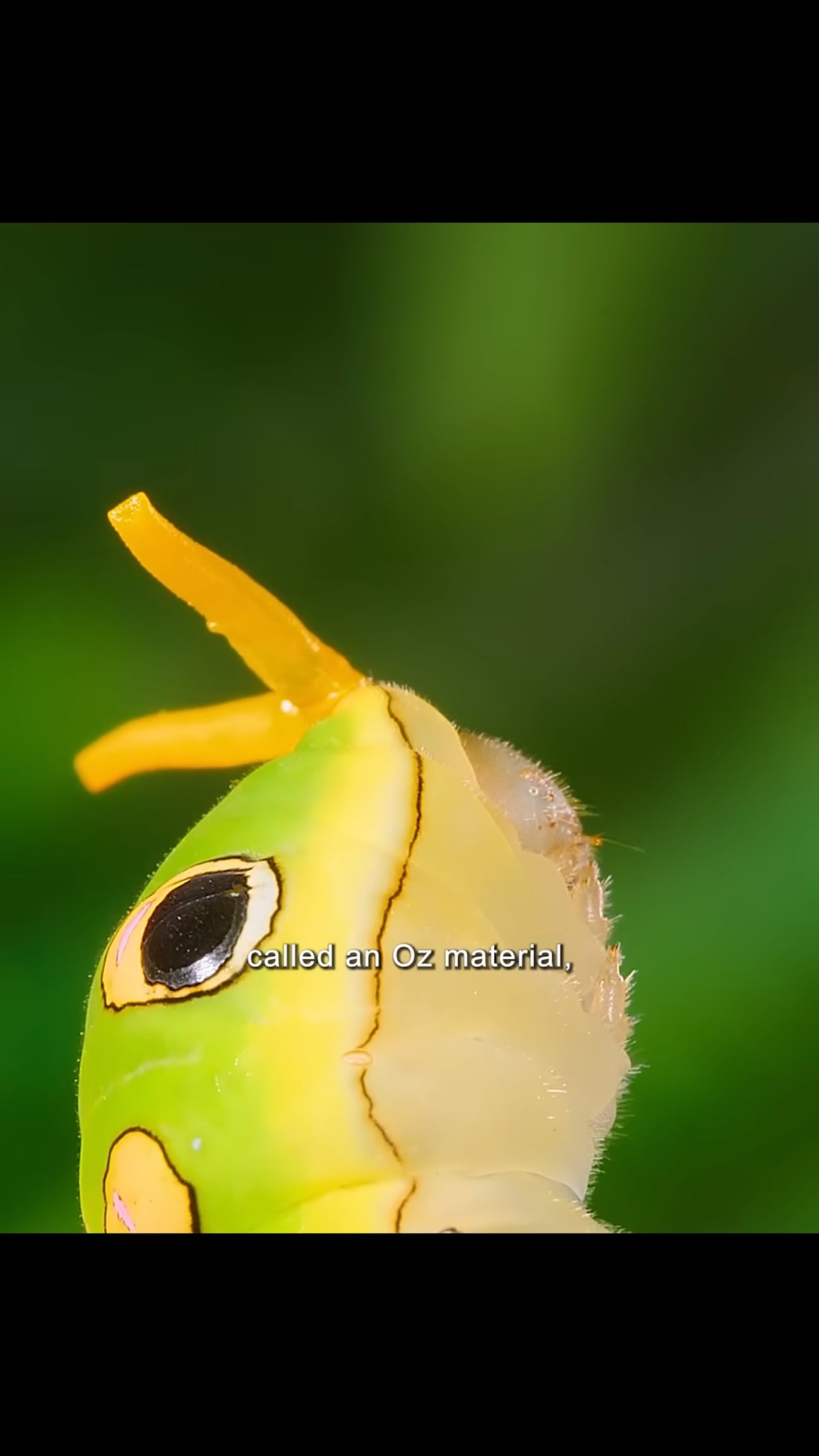 海外で話題の芋虫がヘビに化けて鳥をビックリさせる可愛い光景