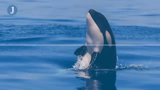 シャチ、人語を理解？　「ハロー」「ワン」「バイバイ」を話す個体も確認！