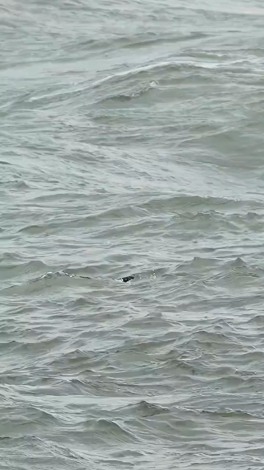 【衝撃】デカすぎィ！体重超えの魚を捕獲するワシ現るｗｗｗ