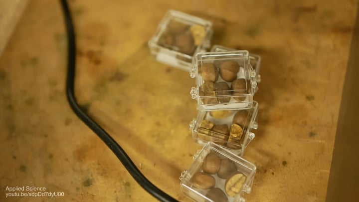 【衝撃】メキシコ跳ね豆の中身、マジでヤバすぎワロタwww