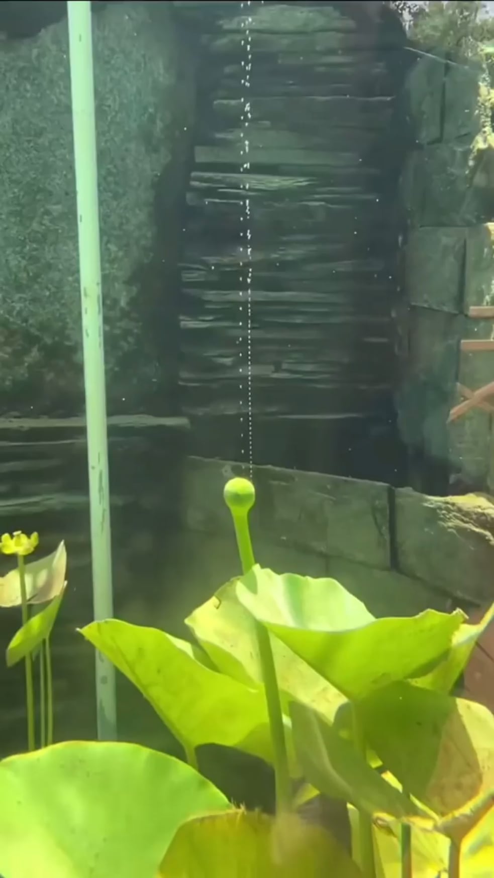 マジかよ… 水中で植物が酸素作ってんの見えるとかｗｗｗｗｗｗ