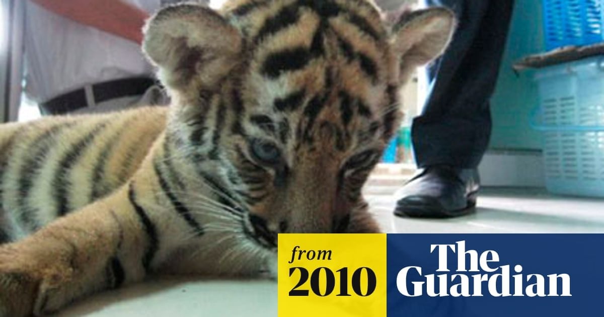 【速報】タイの空港で女がトラの赤ちゃんをスーツケースに隠して密輸しようとした結果ｗｗｗ