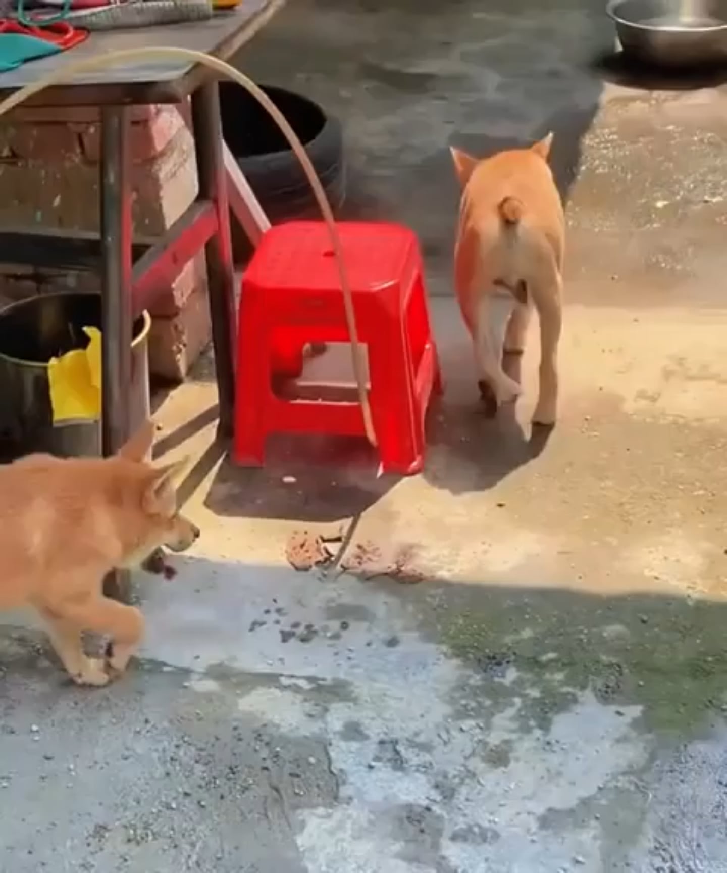 【奇形】背骨が短い犬たちの衝撃的な姿をご覧ください…