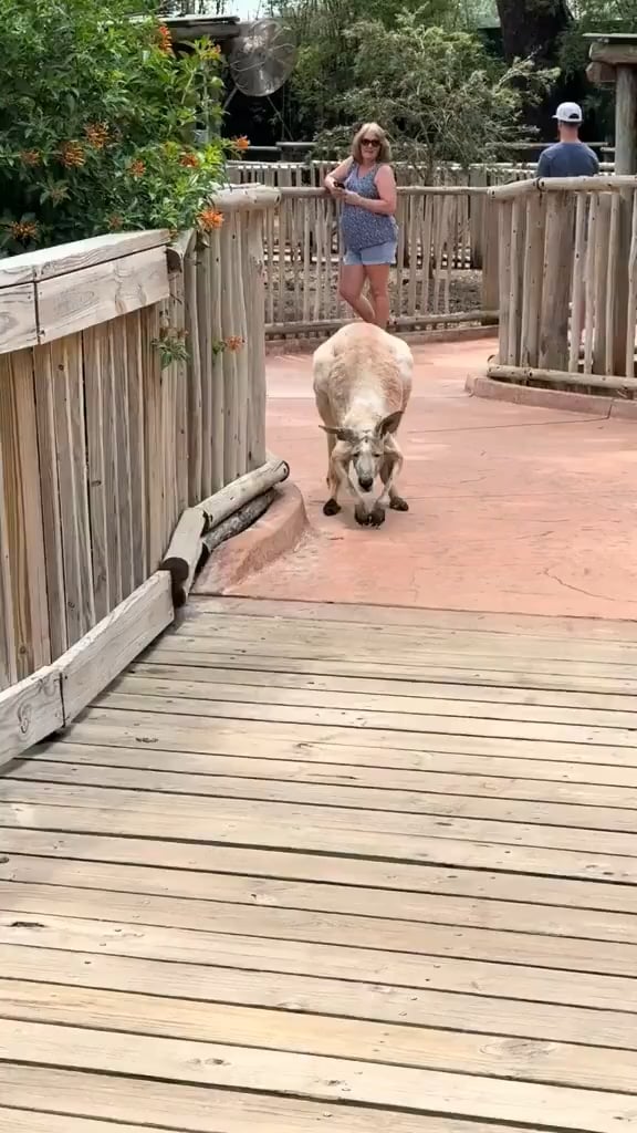 老いたカンガルーを見たことない説が浮上、真相は？