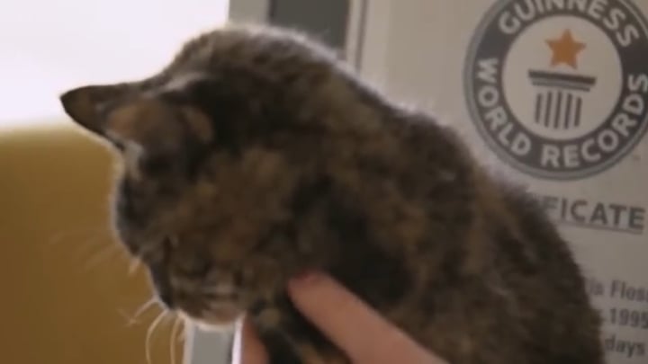 Flossie、世界最高齢の猫が29歳に！驚きの長寿秘訣とは？
