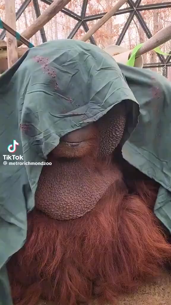 オランウータン・パトリック34歳、王族風クローク着用で完璧な結びを披露