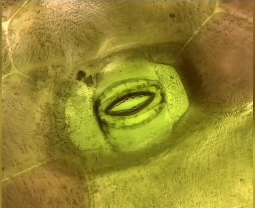 植物の呼吸、マジか！顕微鏡で見た気孔がヤバすぎワロタ