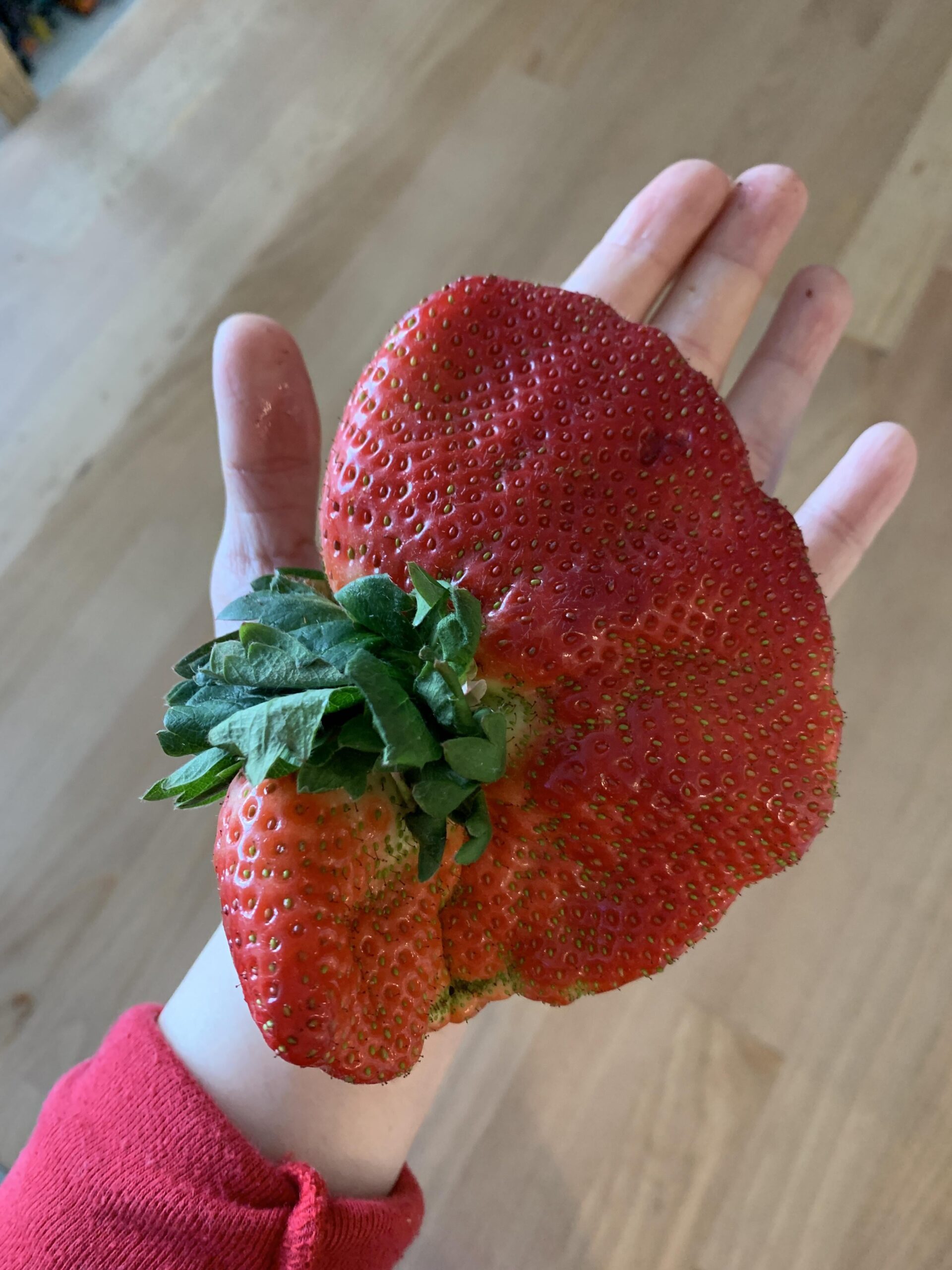 超巨大イチゴGET！マジすげぇ！画像あり