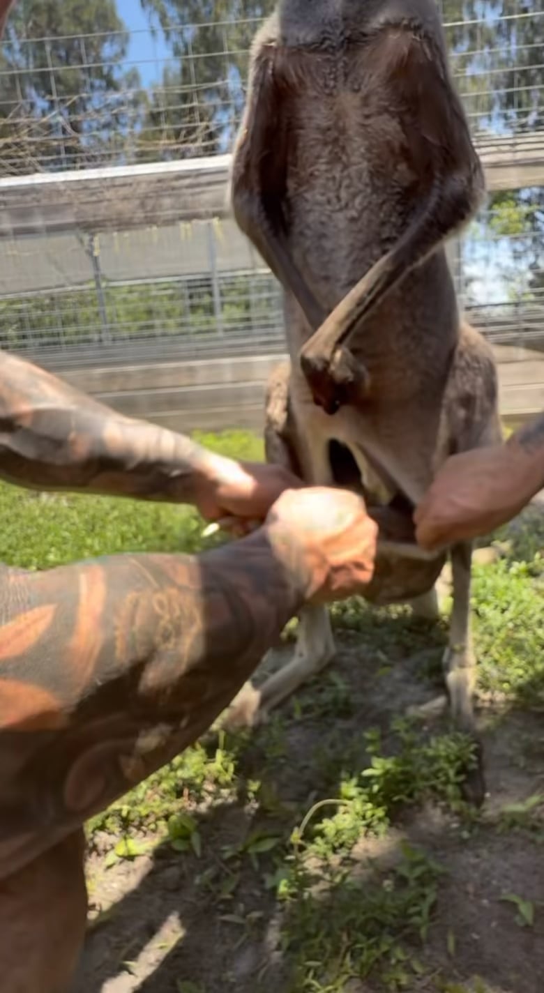 カンガルーの袋の中ってどうなってんの？綺麗すぎワロタ