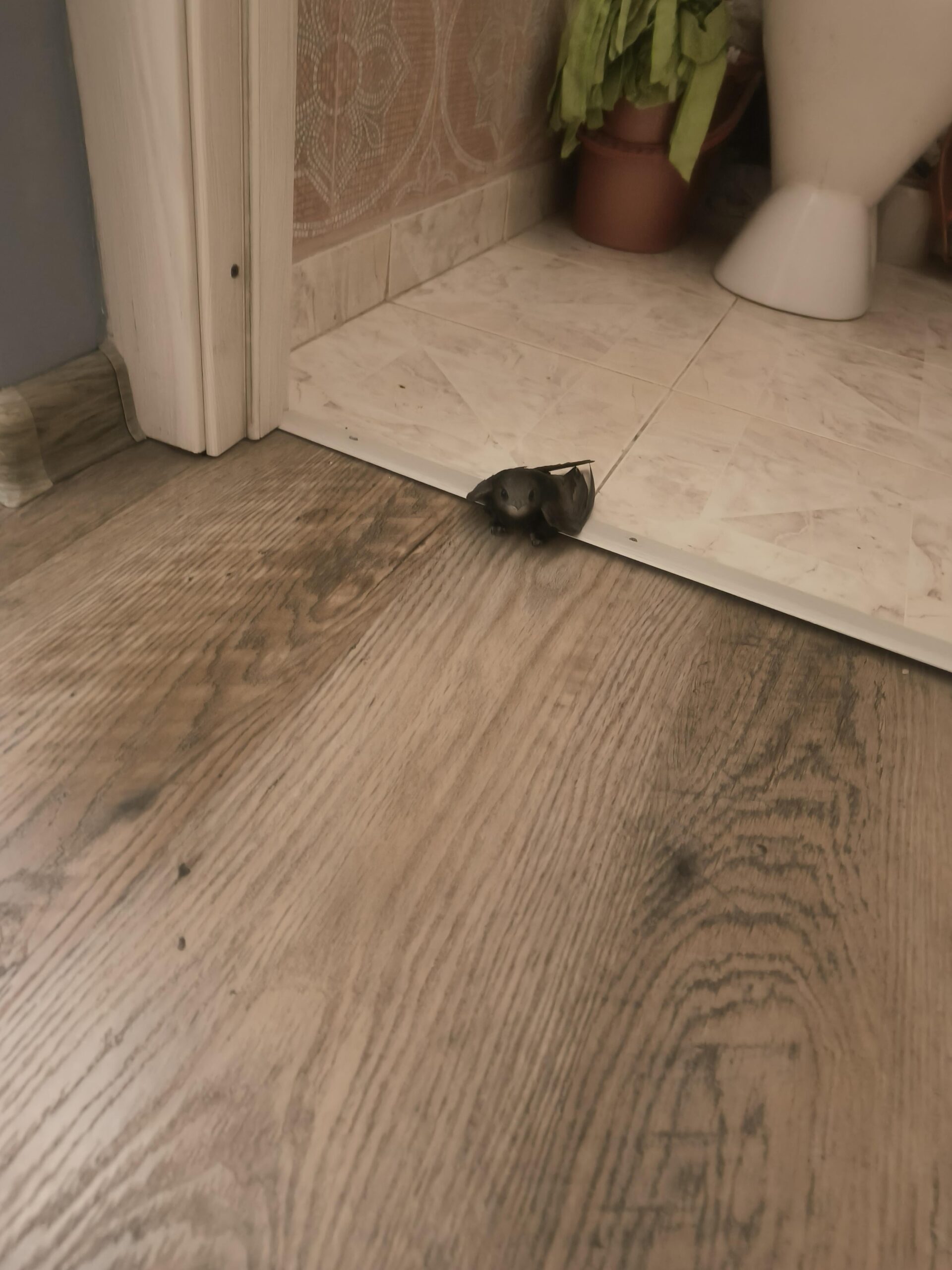 トイレにツバメ！？衝撃の発見！鳥獣戯画？