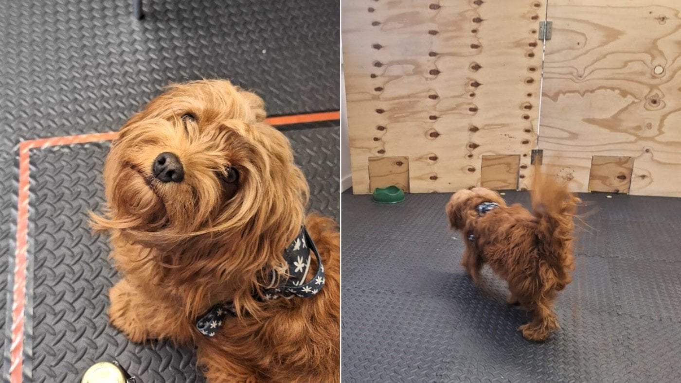 犬は人間のストレスを嗅ぎ分け、態度を変える事が判明！マジかよ！