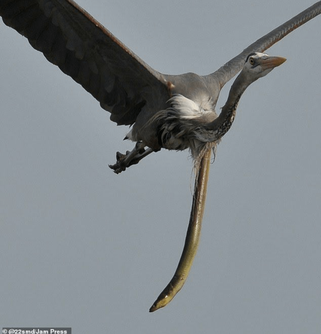 写真家が鷲の飛行中に胃から逃げ出すウナギの瞬間を激写！