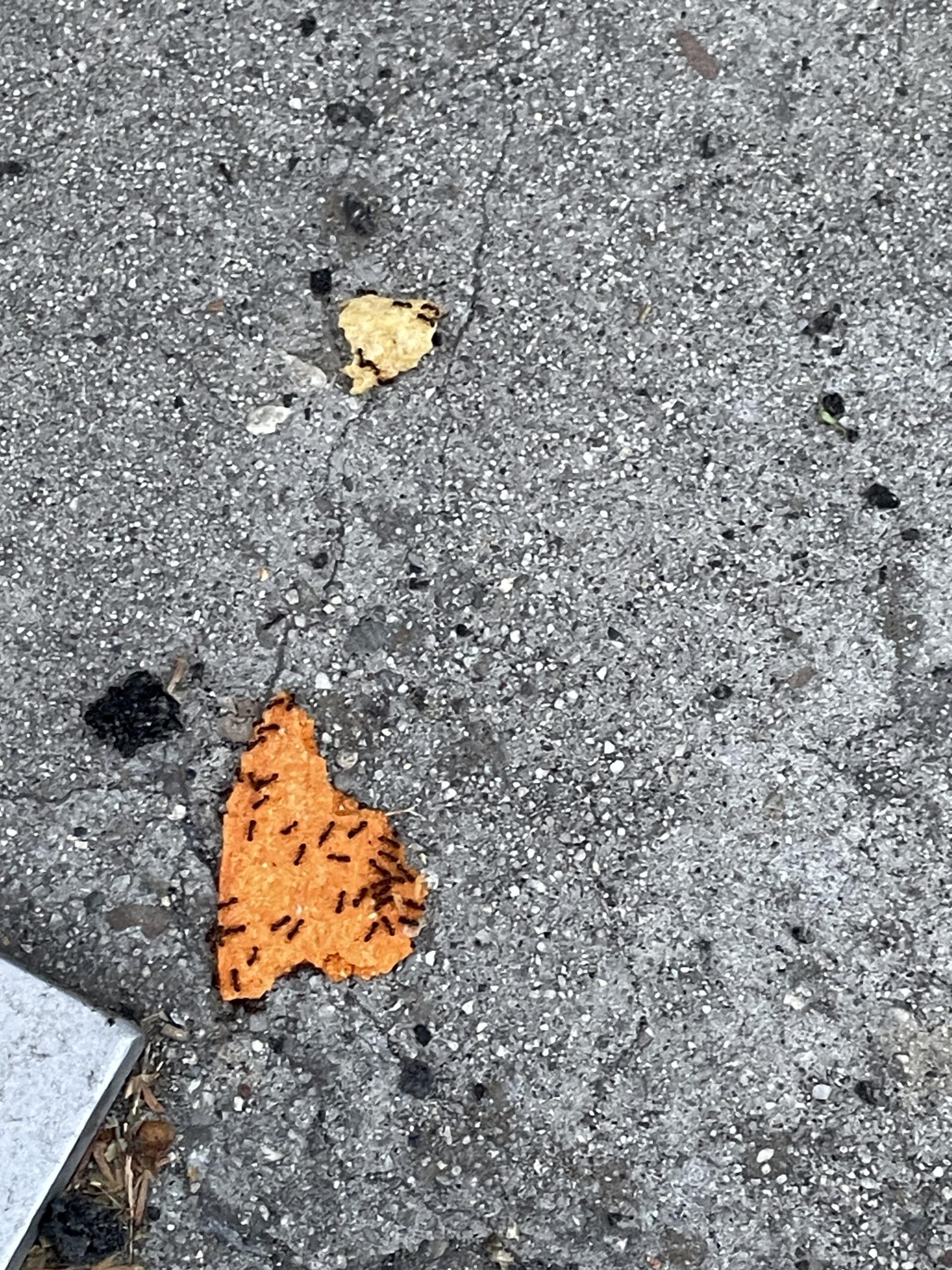 タコスベルチップスでアリ全滅！？衝撃の事実