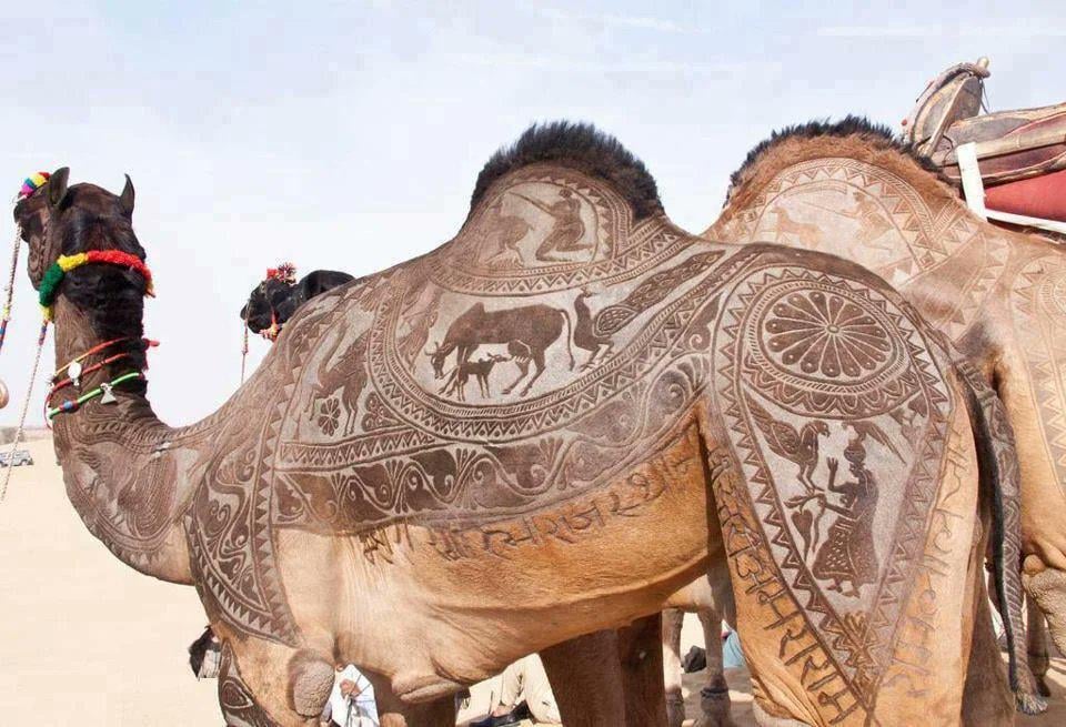 インドの砂漠遊牧民、ラクダの毛に神業アートを施しドヤ顔