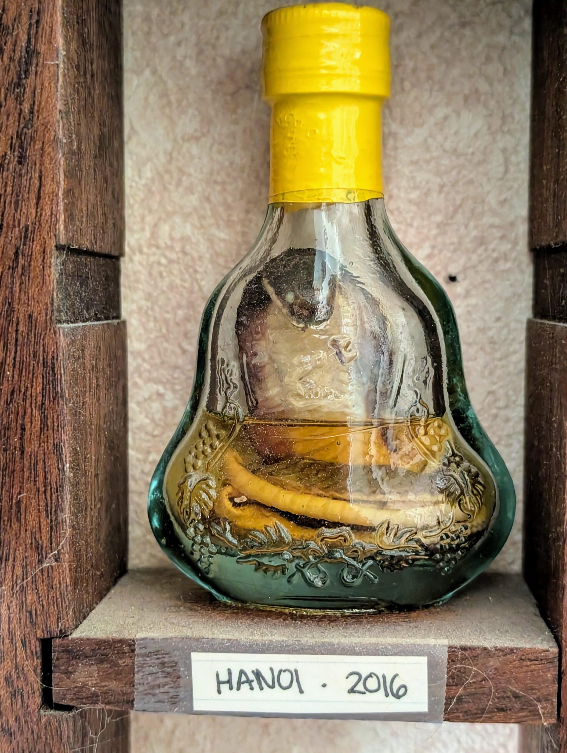 【悲報】蛇酒、年々アルコールが蒸発していた模様…