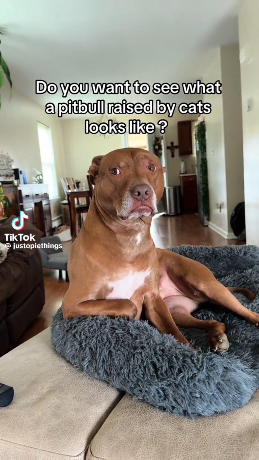 猫に育てられた犬！衝撃の生活環境…一体何が？