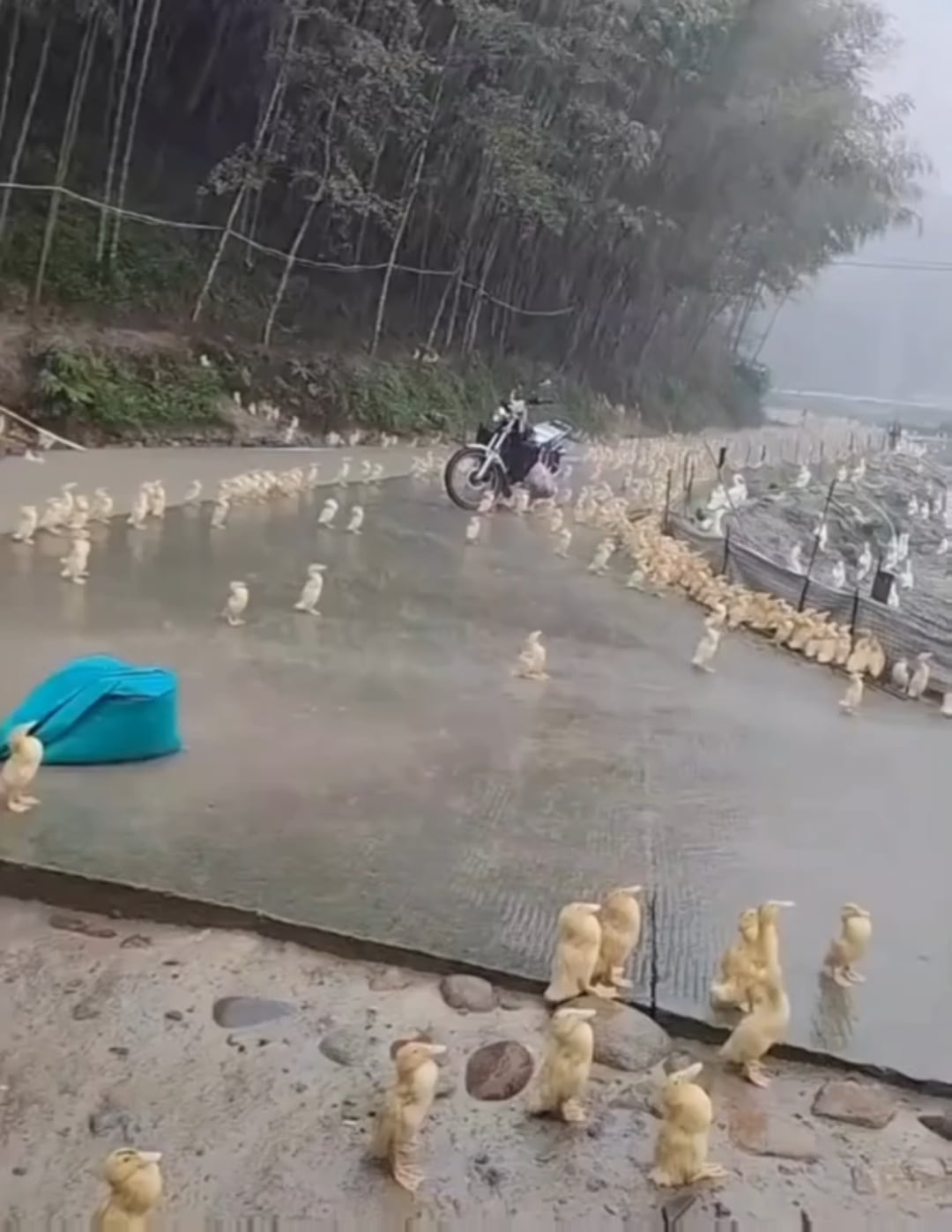 【驚愕】雨の中、アヒルが微動だにしない理由が判明…！衝撃の真実！