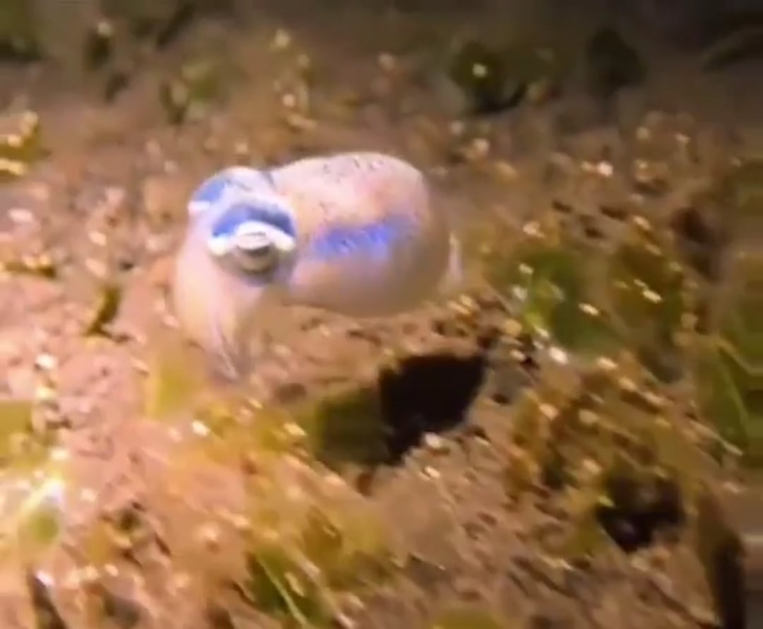 生まれたてホヤホヤの赤ちゃんイカ、初めてのカモフラに挑戦ｗｗｗ