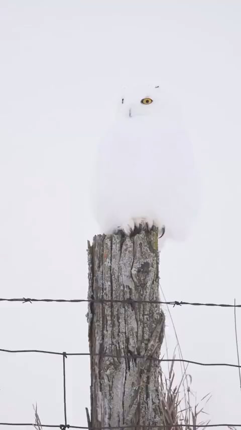 【激写】雪景色に溶け込む白いフクロウが奇跡の一枚！