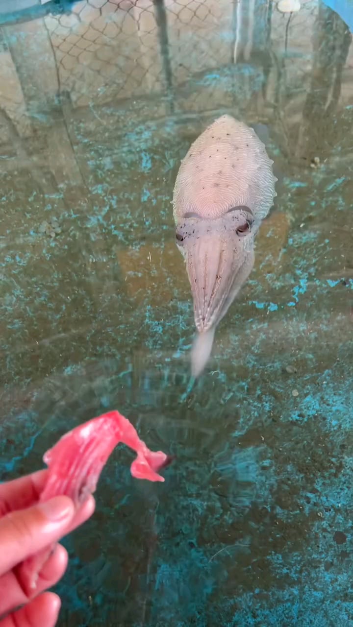 【悲報】コウイカさん、衝撃の食事風景がこちら…