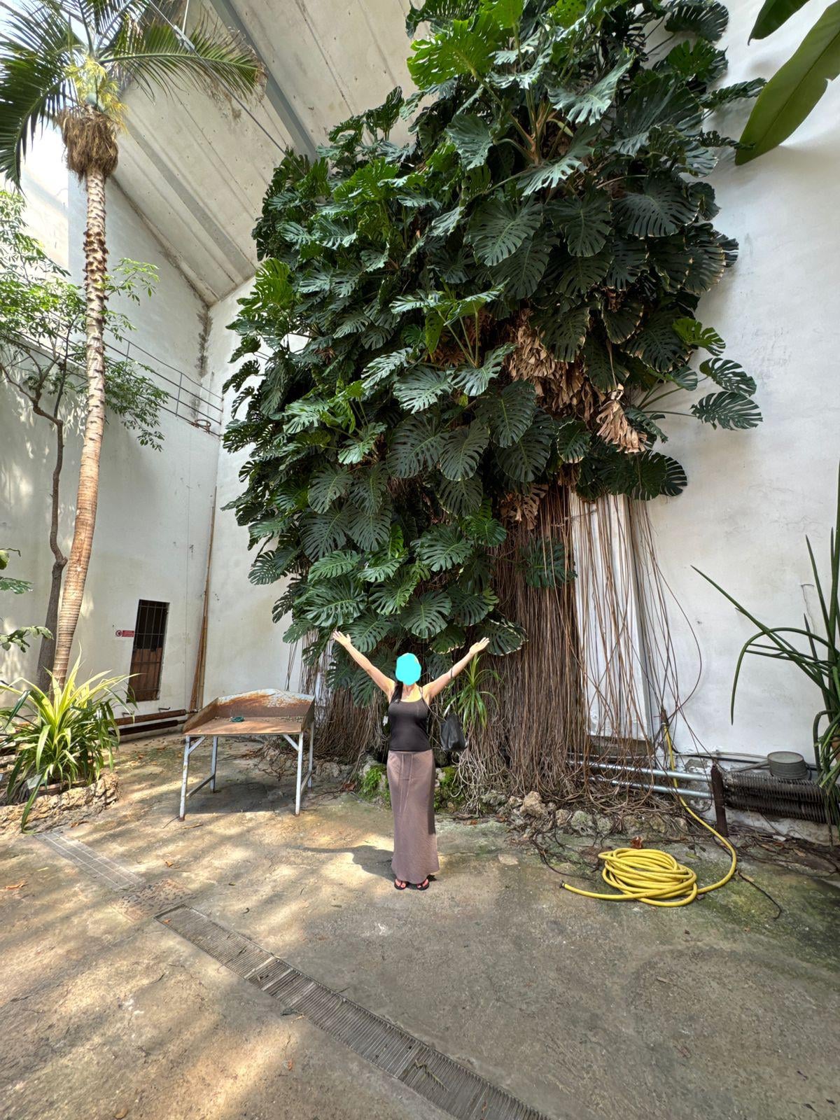 姉がアテネで見つけた巨大モンステラ！衝撃画像