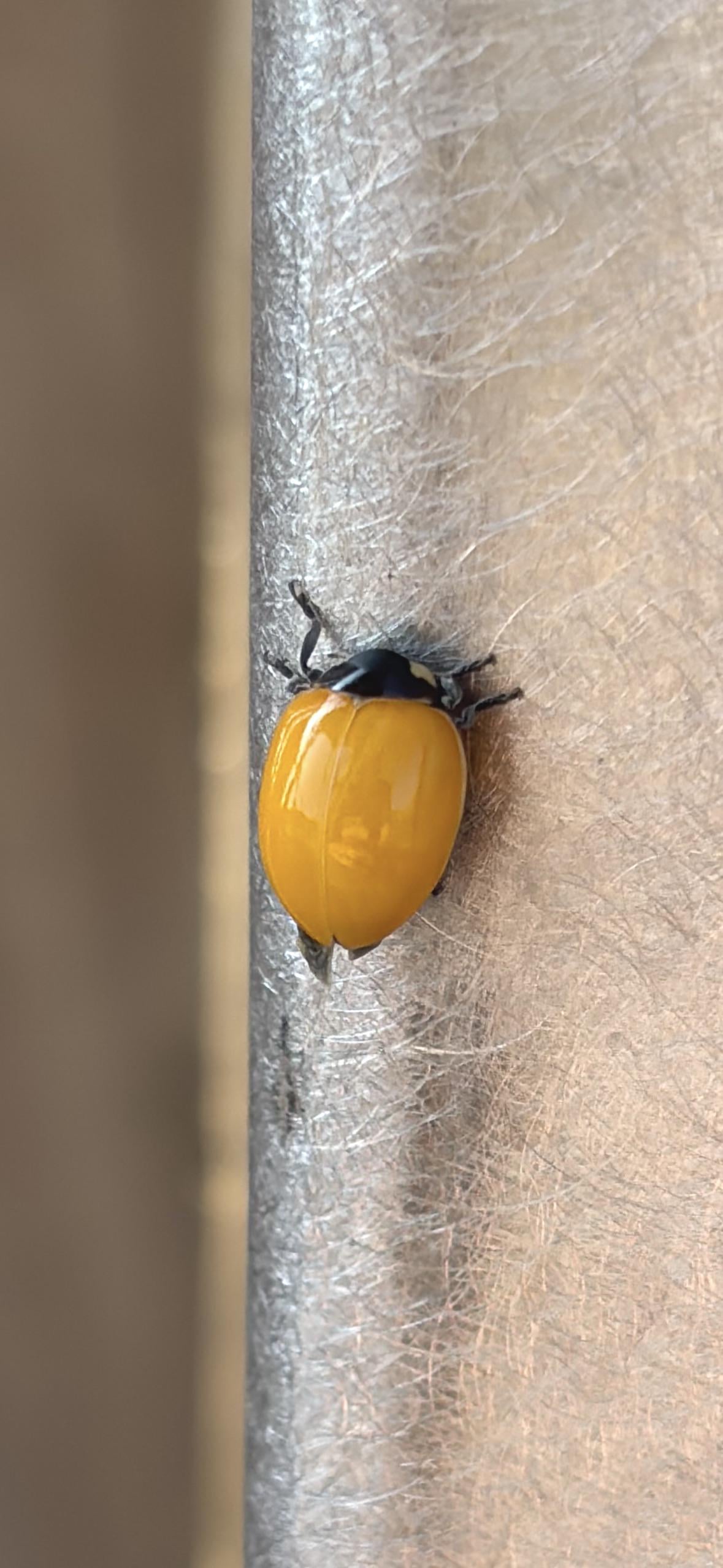 まさかの無紋テントウムシ発見！衝撃画像あり
