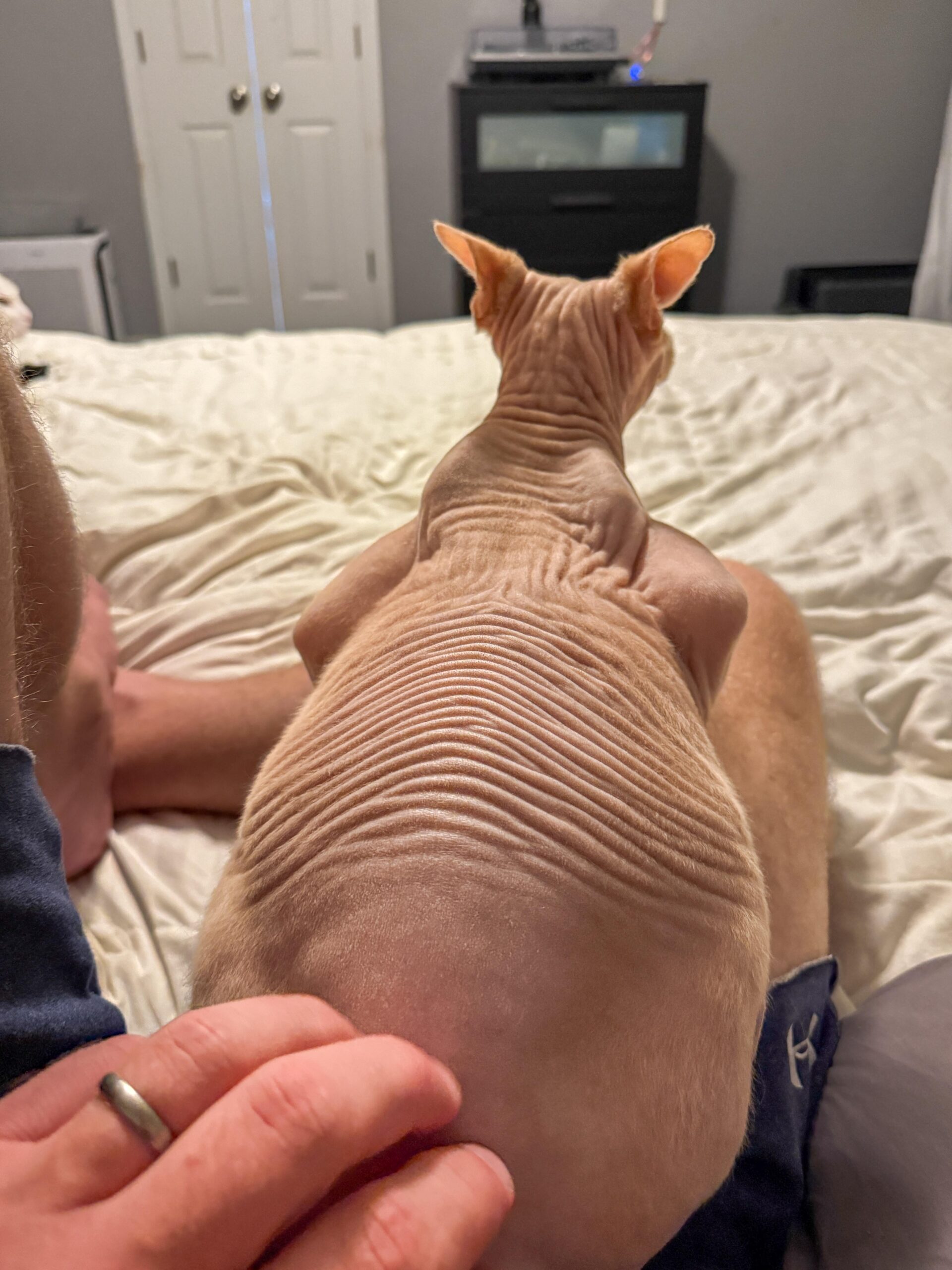スフィンクス猫、撫でると背中をしかめる理由が判明！可愛すぎると話題