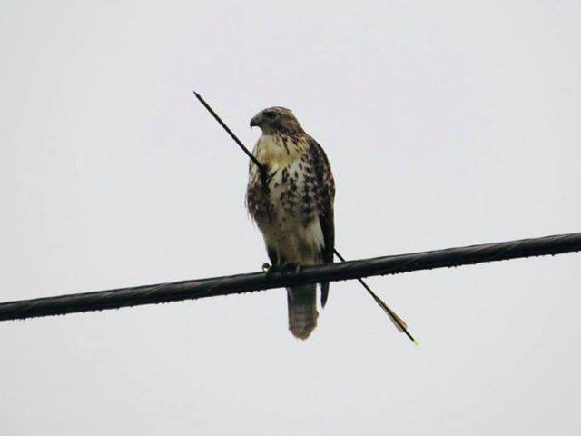 グロ注意 弓矢がブッ刺さった鷹が見つかる…