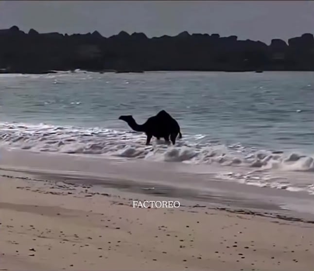 【衝撃】ラクダ、初めて海を見た結果WWWWWW