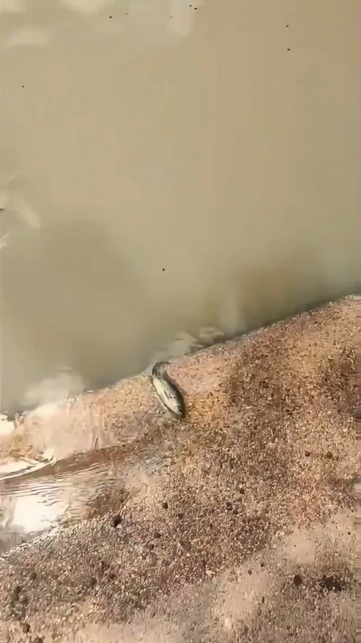 「何この魚？」画像貼った結果ｗｗｗｗｗｗｗｗｗｗ