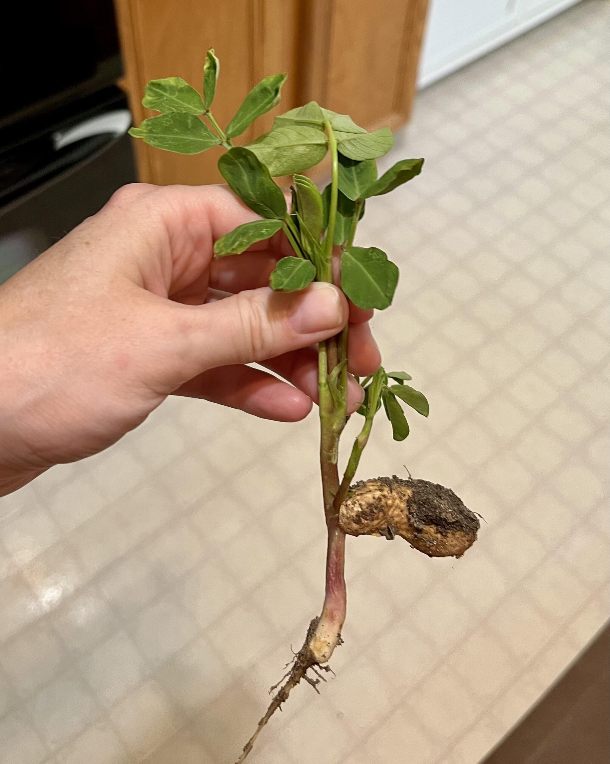 庭の雑草だと思って抜いたらまさかのピーナッツだった件