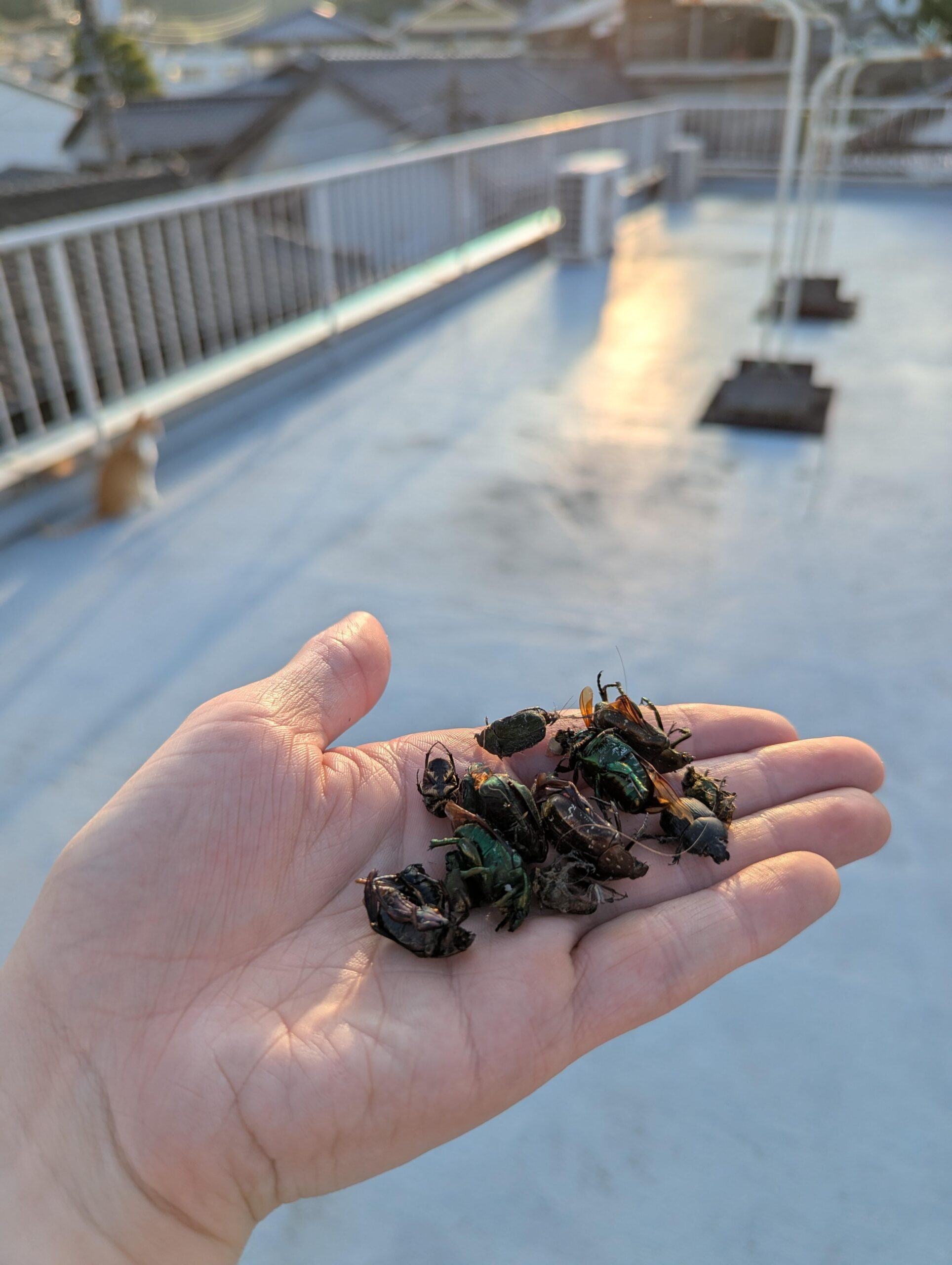 【悲報】日本のワイの家、毎日大量の死んだカブトムシが屋根に散乱…