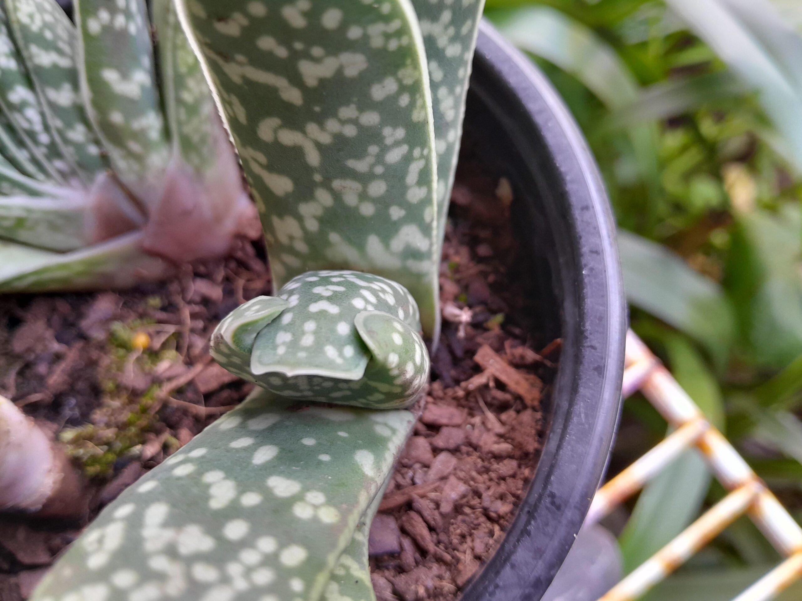 【激カワ】植物が恥ずかしがり屋のカモノハシにそっくりすぎると話題に