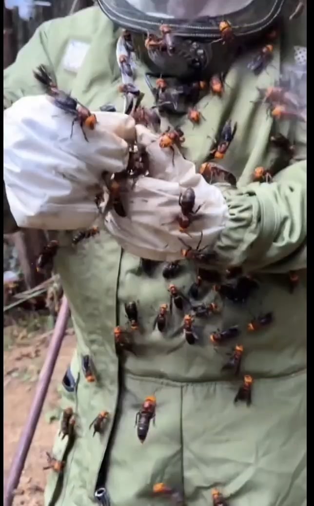 【閲覧注意】世界最強の毒針を持つオオスズメバチを素手で捕獲する科学者、マジキチ