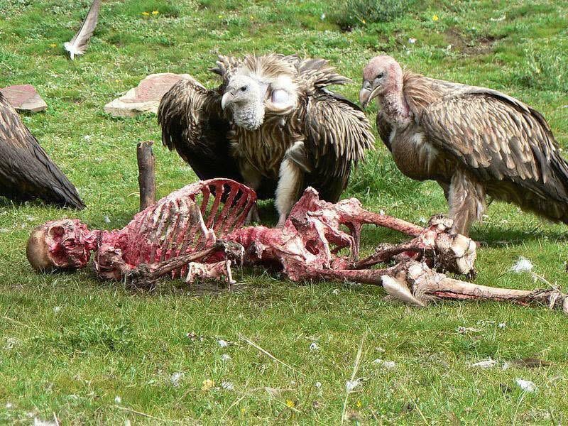 チベットの鳥葬…遺体をハゲワシに喰わせる葬儀がヤバすぎ