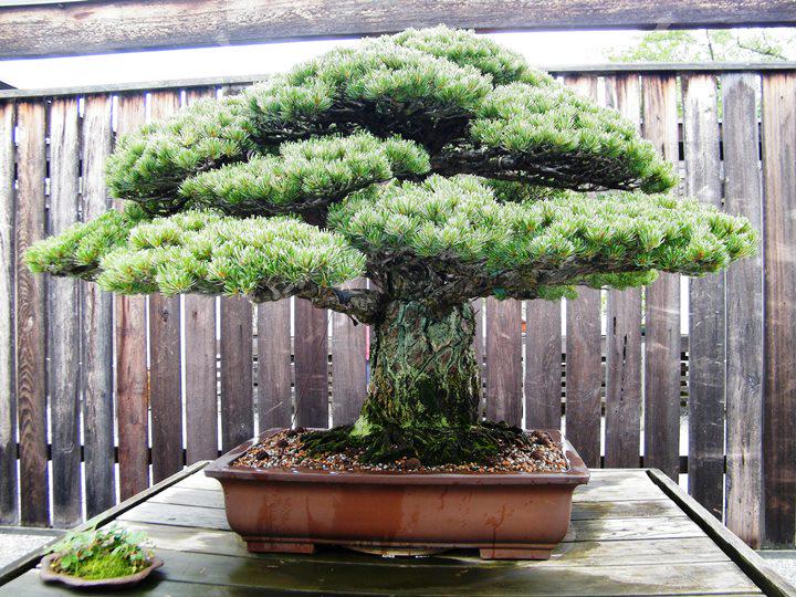 1625年植栽の盆栽、広島原爆から奇跡の生還！400年の命脈