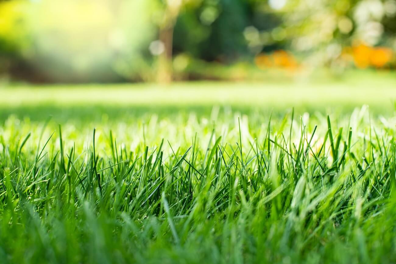 【悲報】刈ったばかりの草の匂い、実はヤバいSOS信号だった…