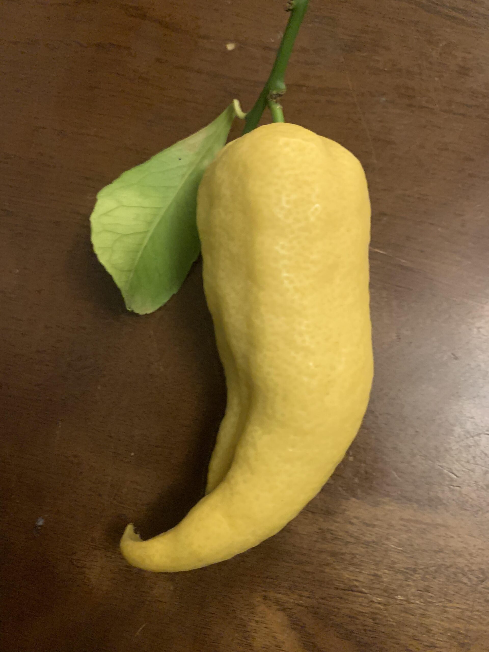 レモンの木にハラペーニョみたいな実が生ったんだがｗｗｗｗｗ