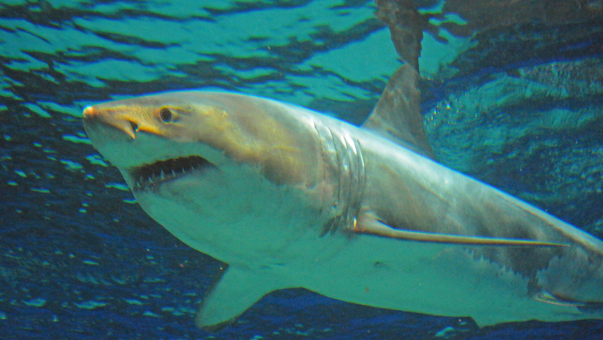 水族館展示のホホジロザメ、わずか3日で死亡…飼育の難しさ露呈