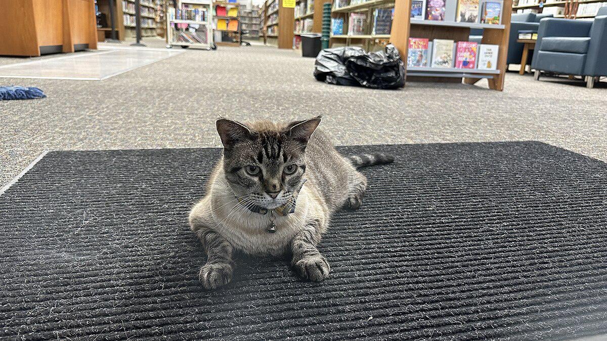 図書館猫ブラウザー、追放を目論んだ市議を寿命で圧倒！ざまぁｗｗｗ