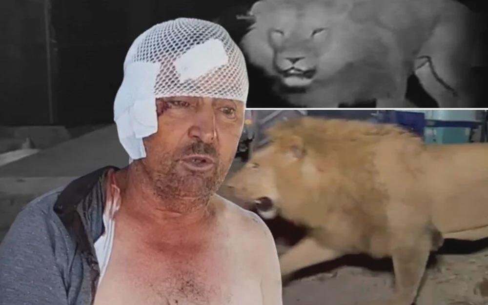トルコの農家、動物園から逃げ出したライオンを殴って絞めて撃退！病院送りへ