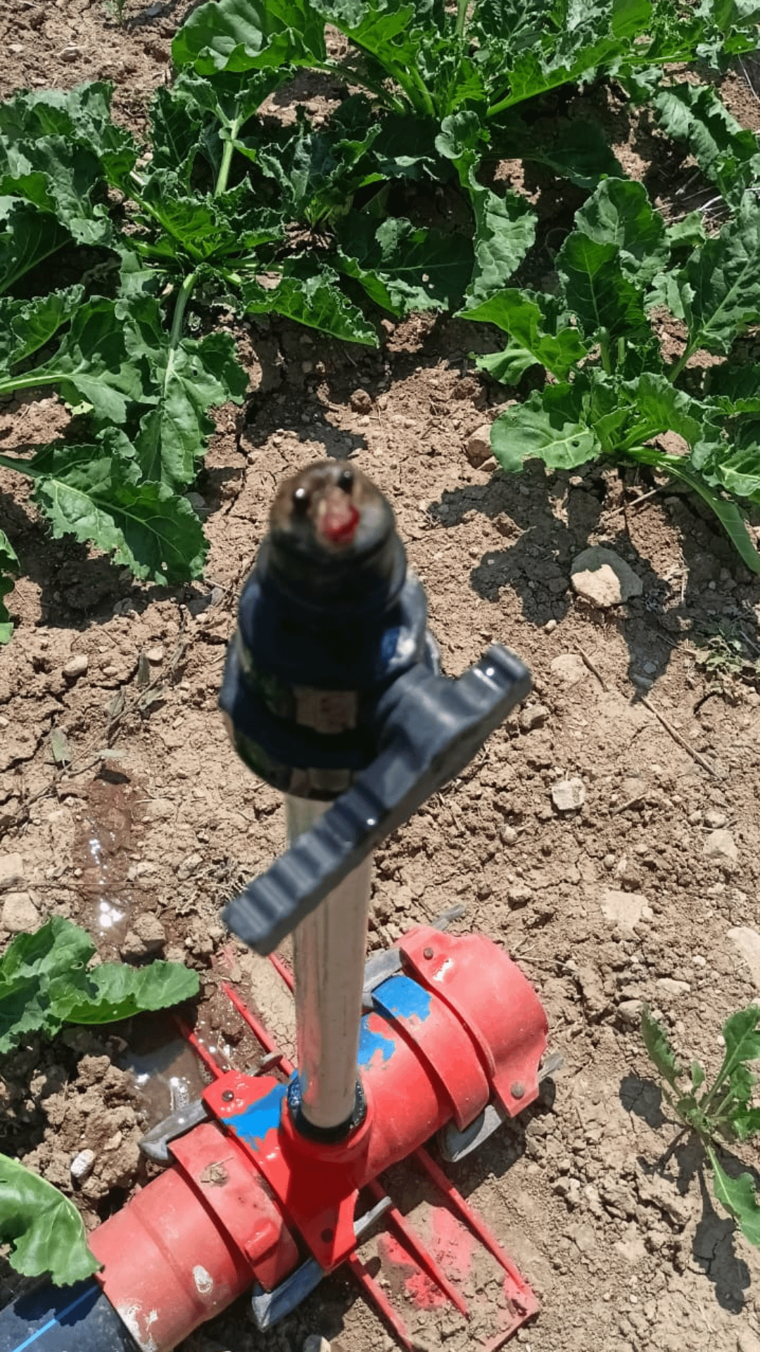 朝、灌漑スプリンクラーに詰まった field mouse が発見される
