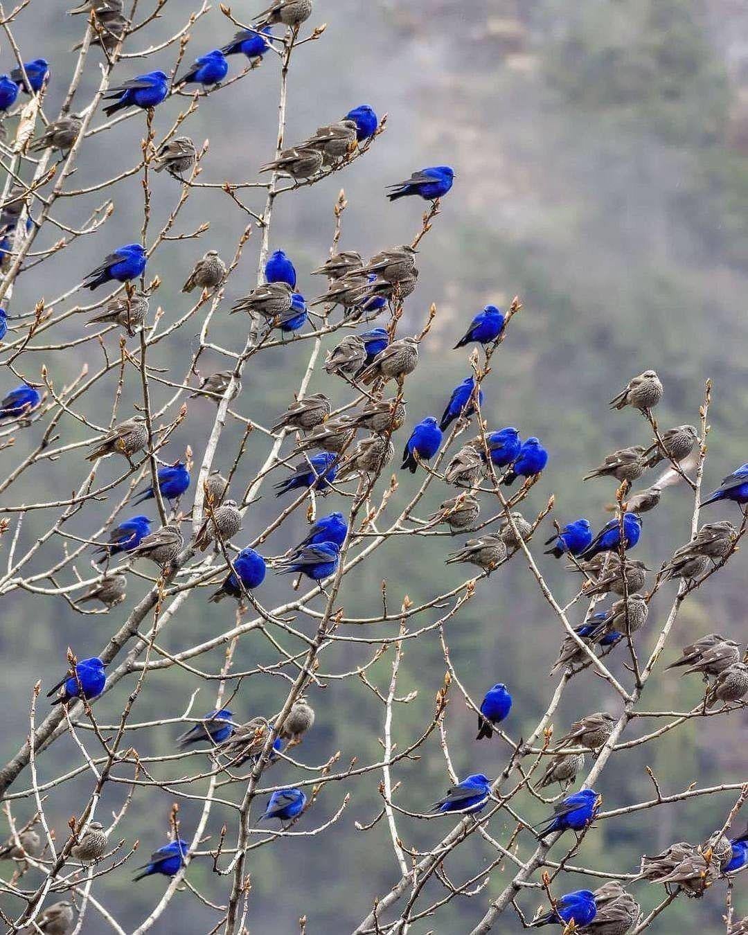 【衝撃】インドの鳥、オスは青色！メスは茶色！ [画像あり]