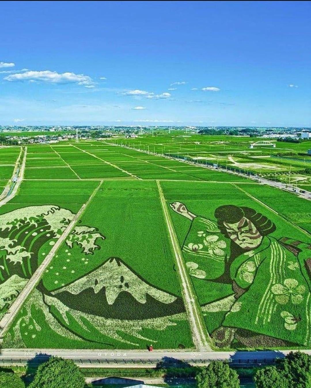 日本の農家が稲を使って田んぼを巨大アートに変身！色彩豊かで美麗すぎると話題