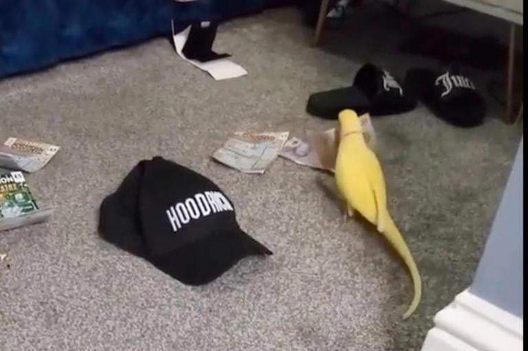 【速報】麻薬組織、インコに内部告発され壊滅！「2つで25」現金のオモチャに大喜び