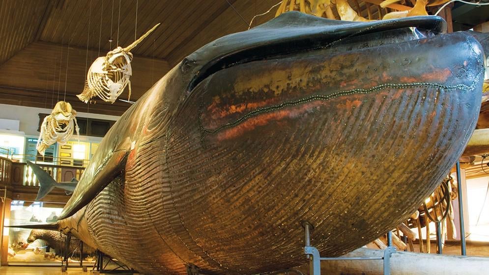 【写真】 世界唯一の青鯨剥製の中で男女が…公開停止へ