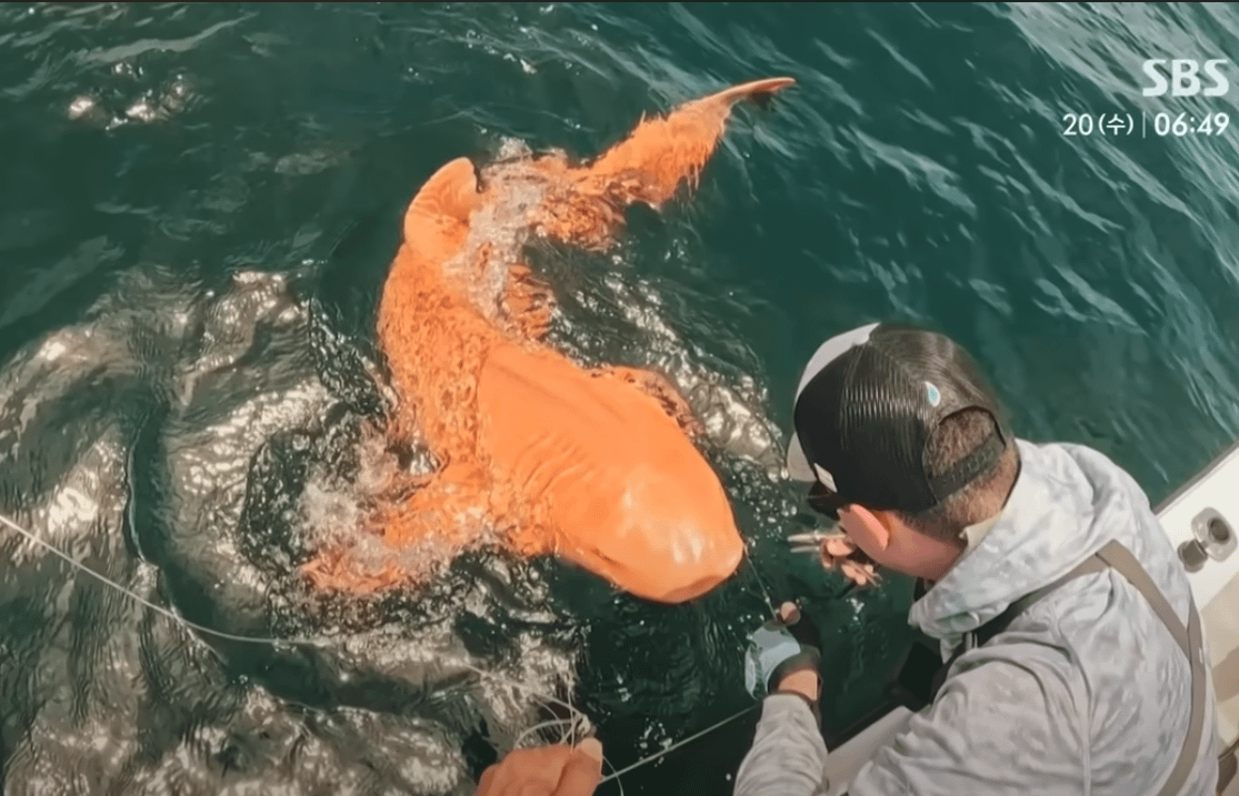 【激レア】コスタリカで全身オレンジ色のサメが発見される