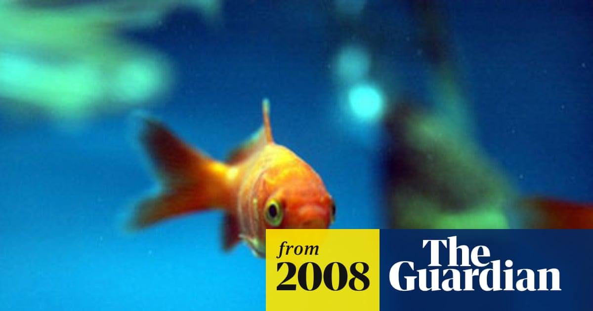 【閲覧注意】死刑囚の遺体を金魚のエサにする芸術展示がヤバすぎると話題